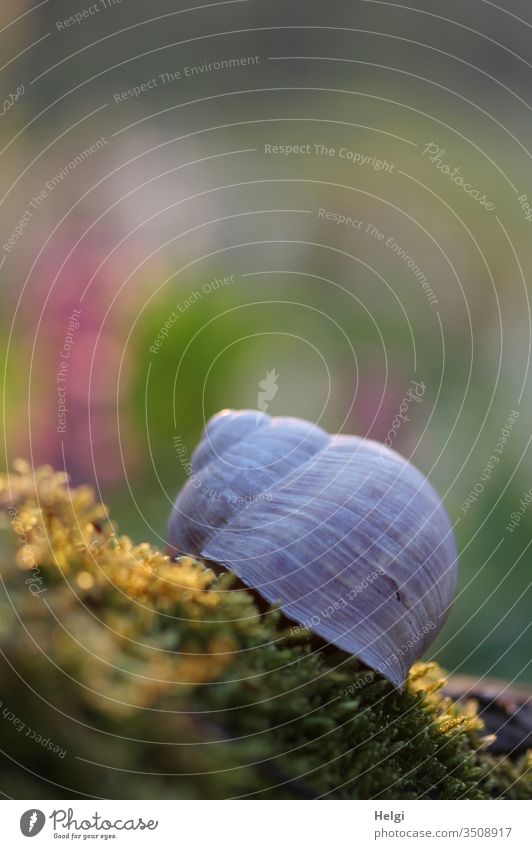 Haus einer Weinbergschnecke liegt im Gegenlicht auf dem Moos des Waldbodens Schneckenhaus Tier Natur Makroaufnahme Nahaufnahme Außenaufnahme Pflanze