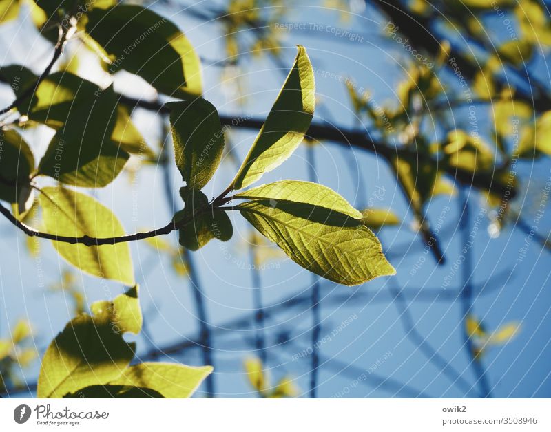 Grüner Salat Blätter Laub frün zart Himmel Wolkenloser Himmel Frühling Natur Außenaufnahme Farbfoto Pflanze Tag Menschenleer Baum Wachstum Umwelt Schönes Wetter