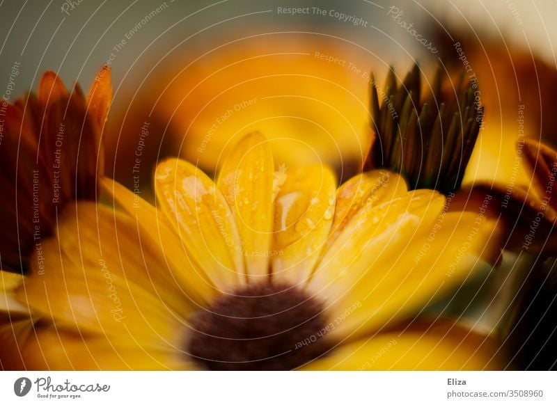 Gelbes Kapkörbchen mit Wassertropfen. Osteospermum ecklonis. kapmargerite orange Blumen Blüten schön gelb Blühend nah Tropfen nass Regen floral warm Pflanze