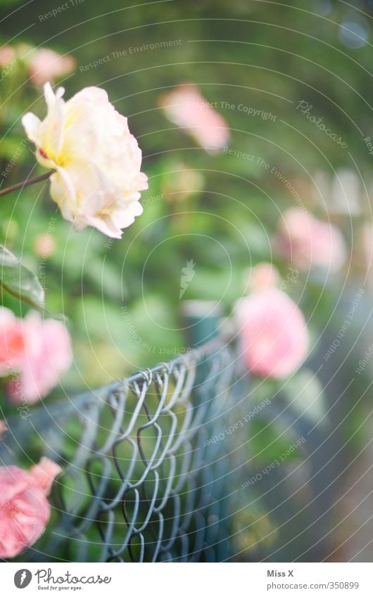 Rosen Garten Sommer Blume Blüte Blühend Duft Wachstum Rosenblätter Rosengarten Zaun Metallzaun rosa Farbfoto mehrfarbig Außenaufnahme Menschenleer