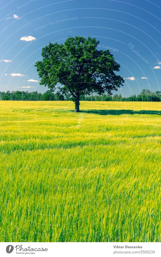 Die Eiche steht im Sommer auf einer grünen Wiese Blume Hintergrund Baum Natur Blatt Feld Landschaft Gras Himmel natürlich alt Saison Umwelt ländlich groß