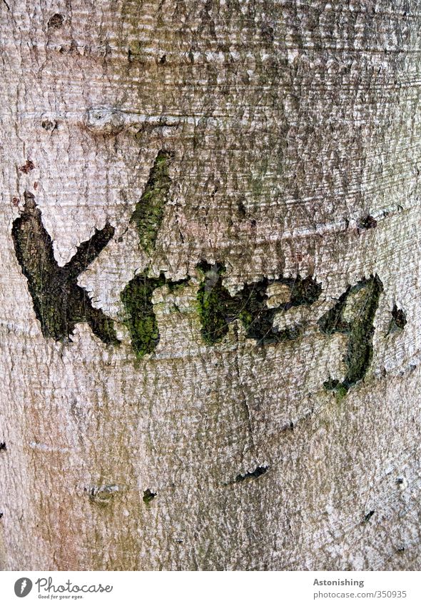 ...ich noch einen Keks? Umwelt Natur Pflanze Baum Wald Holz schreiben bedrohlich trist braun schwarz Angst Zukunftsangst gefährlich Krieg Furche einritzen