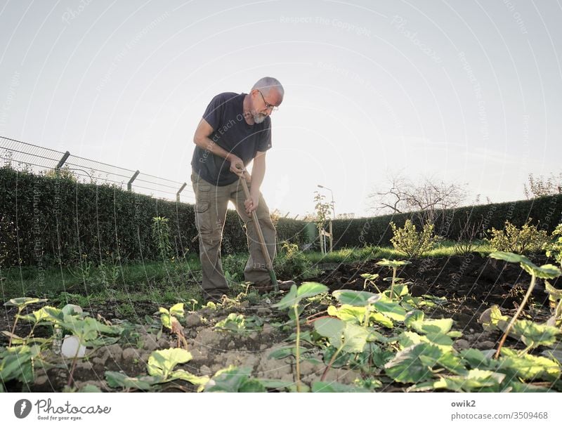 Alcatraz Garten Gartenarbeit Außenaufnahme grün Tag Blume Natur Gärtner Farbfoto Sommer Mann 50 plus Freizeit & Hobby Umwelt Erde Beet umgraben