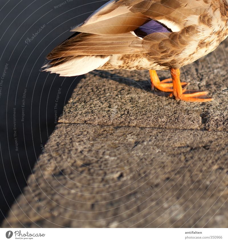 Warme Füße Sommer Tier Nutztier Ente 1 sitzen außergewöhnlich Freundlichkeit natürlich Wärme braun grau orange Fröhlichkeit Mauer Feder Tierfuß Farbfoto