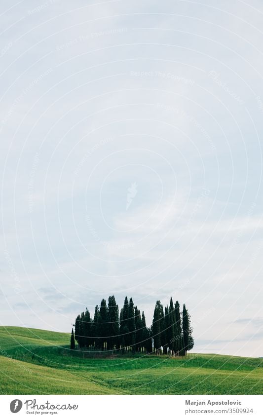 Blick auf die schönen Zypressen in der Toskana, Italien Ackerbau Hintergrund Schönheit Cloud Wolken Land Landschaft Umwelt Europa Bauernhof Ackerland Feld Gras