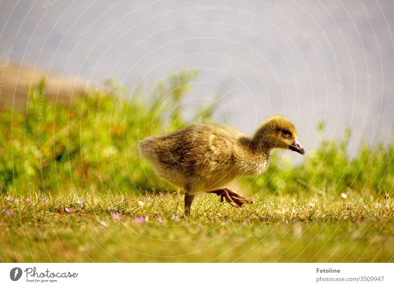 kurz mal die Beine vertreten - oder ein Gänseküken macht am See einen kleinen Spaziergang auf einer Wiese. Küken Vogel Tier Farbfoto Außenaufnahme Natur