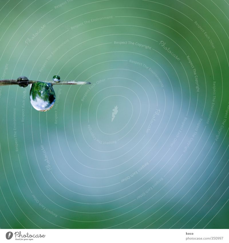 Wassertropfen Natur Himmel Sonnenlicht Frühling Sommer Schönes Wetter Pflanze Gras glänzend hängen authentisch Flüssigkeit frisch Gesundheit einzigartig kalt