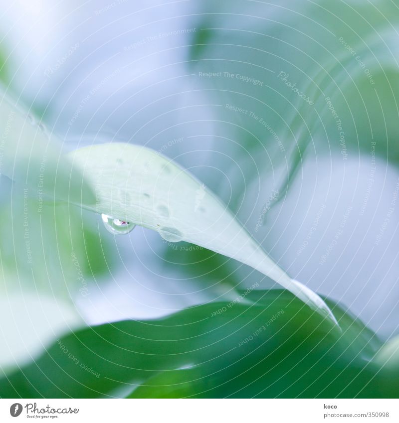 Wassertropfen. schon wieder. elegant schön Wellness Leben harmonisch Wohlgefühl Umwelt Natur Pflanze Sonnenlicht Frühling Sommer Blume Blatt Blüte Grünpflanze