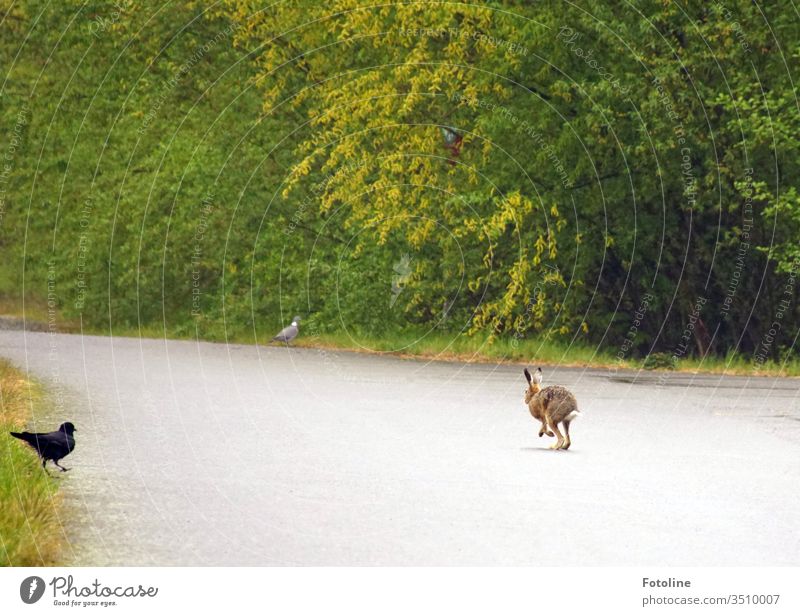 Konferenz der Tiere - oder eine Krähe, eine Taube und ein Hase treffen sich auf einer Kreuzung. Was sie wohl besprechen wollen? Straße Licht Wege & Pfade