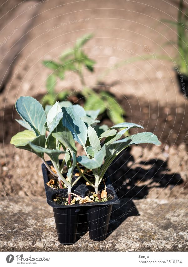 Junge Pflanzen in einem Gemüsegarten, Gartenarbeit, Nahaufnahme pflanze Dschungel erde gärtnern gartenarbeit Grün wachsen frisch Bioprodukte Gesundheit