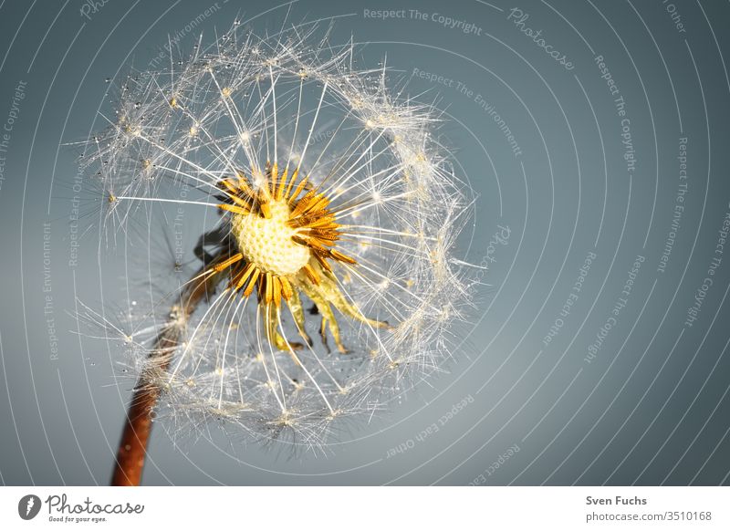 Eine Pusteblume mit Wassertropfen vor einem blaugrauen Hintergrund Löwenzahn leicht luftig fliegend Sommer Wind Wachstum Veränderung Freiheit Pflanze Blume