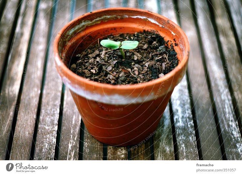 grow up Gesundheit Wohlgefühl Garten Umwelt Natur Pflanze Erde Frühling Blatt Grünpflanze Sonnenblume Holz Backstein beobachten Blühend Wachstum frisch