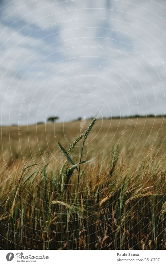 Weizenähre auf dem Feld isoliert Korn Natur Sommer Ernte Getreidefeld Landschaft Farbfoto Nutzpflanze Außenaufnahme Ackerbau Pflanze Weizenfeld Tag Wachstum