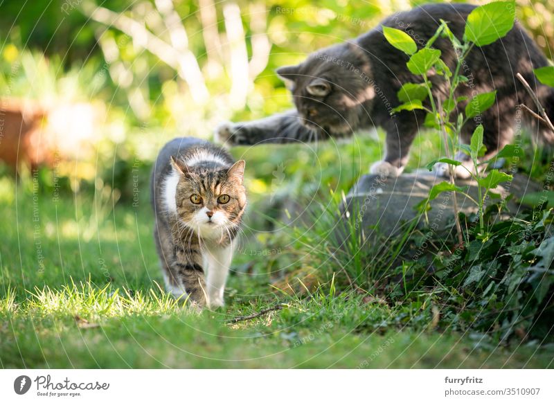 verspielte Katzen im Garten Haustiere Rassekatze Langhaarige Katze Maine Coon Britisch Kurzhaar Tabby weiß blau gestromt katzenhaft fluffig Fell im Freien Natur