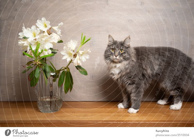 Maine Coon Katze neben einer weißen Blume in Vase Haustiere Rassekatze Langhaarige Katze blau gestromt katzenhaft fluffig Fell im Innenbereich rhododendron