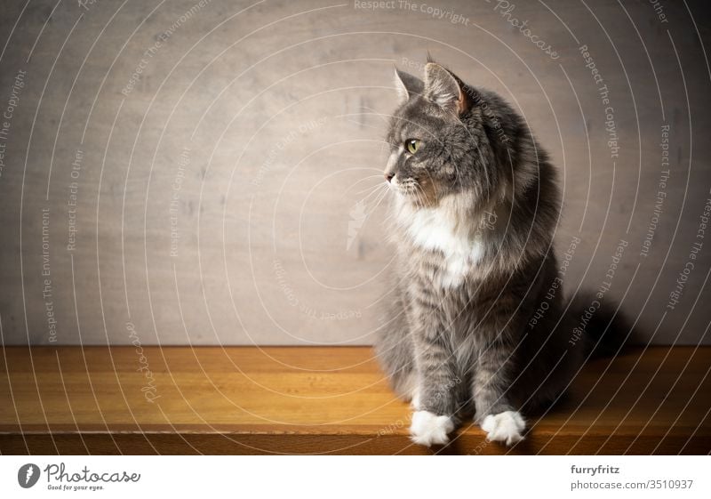 Porträt einer Maine Coon Katze auf einer Holzfläche vor grauem Holz Hintergrund Haustiere Rassekatze Langhaarige Katze weiß blau gestromt katzenhaft fluffig