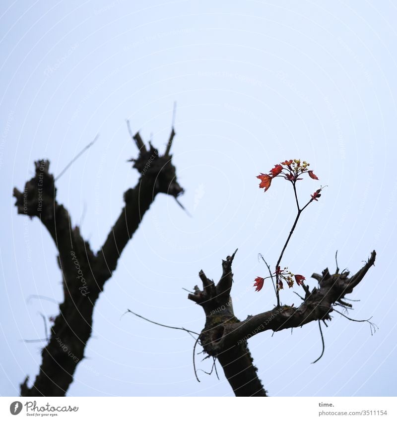 Dirigent und letzte Geige draußen natur baum wald kahl blüte gerupft silhouette himmel märchen phantasie überstand überraschung