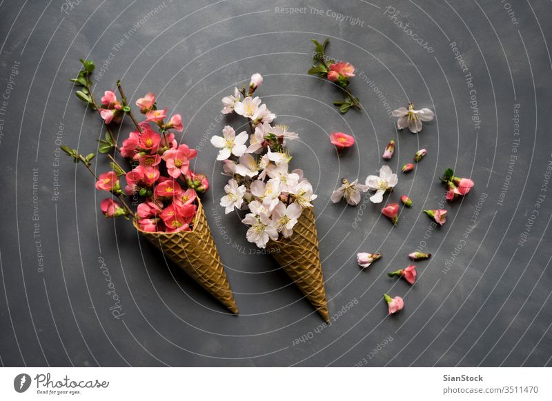 Blumen in Eistüte auf Zement-Hintergrund Kornett Waffel flach legen Top Ansicht rosa Blumenstrauß Natur geblümt Zapfen Frühling Geschenk Liebe romantisch