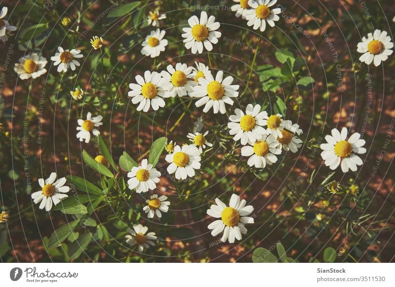 Gänseblümchen auf dem Feld Margeriten weiß Blume Blumen Hintergrund Frühling schön Natur Wiese Kamille grün Sommer gelb Pflanze Sonne Schönheit Echte Kamille