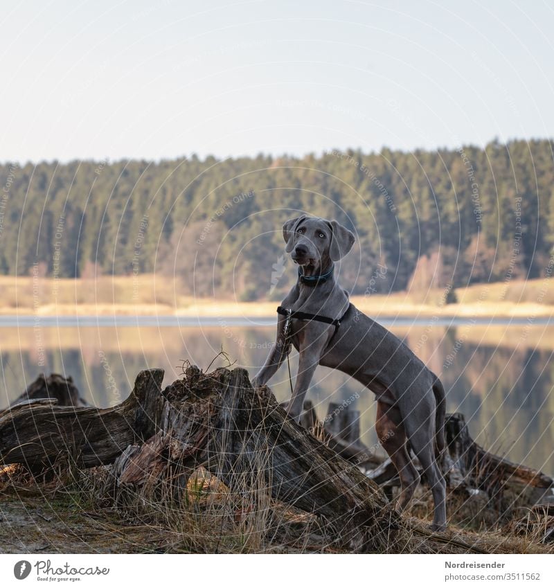 Weimaraner Welpe auf einer Wurzel am See weimaraner welpe hund haustier junghund wasser hübsch jagdhund portrait reinrassig wald gras freudig säugetier toben