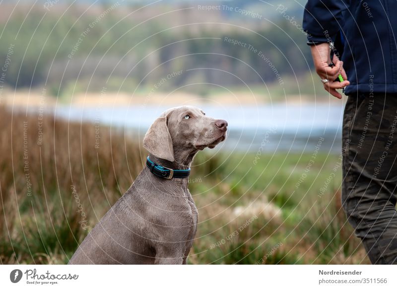 Weimaraner Welpe während der Ausbildung weimaraner welpe hund mensch person haustier hübsch jagdhund portrait spaß gras spaziergang see wasser reinrassig