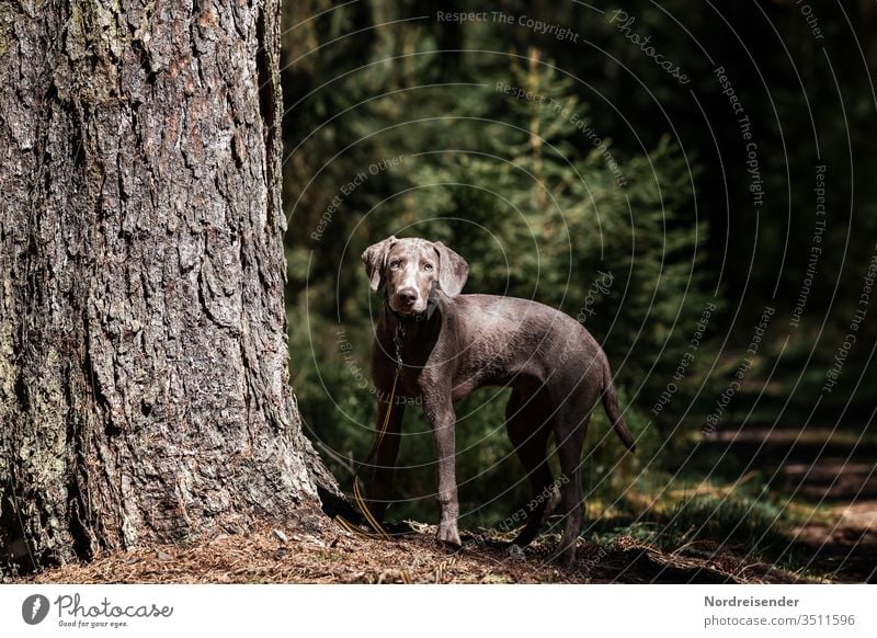 Weimaraner Welpe erkundet den Wald weimaraner welpe hund haustier junghund hübsch jagdhund portrait reinrassig wald hundeportrait freudig säugetier baumstamm