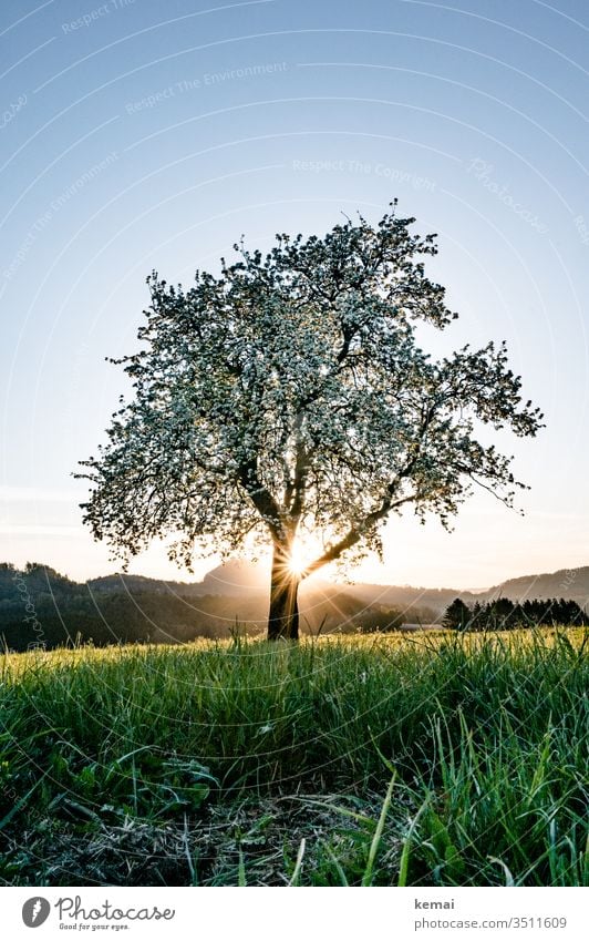 Blühender Birnbaum im Gegenlicht zu Sonnenaufgang Baum Obstbaum Frühling blühen Blüte Sonnenstern warm hell blau grün gelb Hügel Himmel wolkenlos Sommer Gras