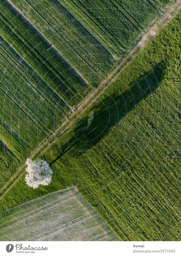 Birnbaum von oben mit Schattenwurf Wiese Acker Landwirtschaft Feld Baum blühen Frühling Obstbaum Obstbaumblüte Blüte Apfelbaum morgens Natur grün Schönes Wetter