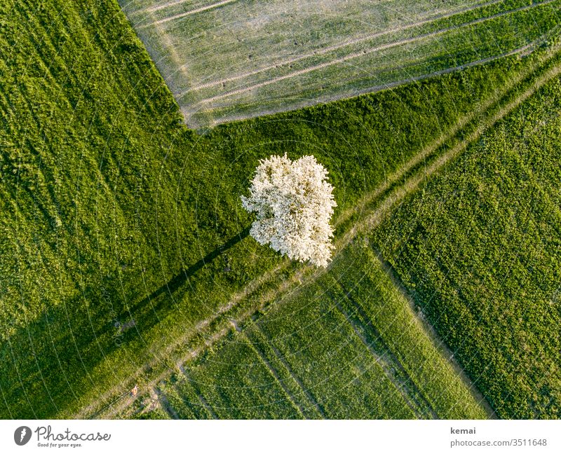 Birnbaum an Weg von oben mit Schattenwurf Wiese Acker Landwirtschaft Feld Baum blühen Frühling Obstbaum Obstbaumblüte Blüte Apfelbaum morgens Natur grün