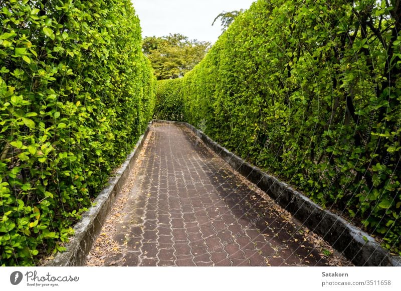 Ziegelsteinweg zwischen hohen Baummauern Laufsteg natürlich Garten Natur Park Baustein Landschaft Weg im Freien Gartenarbeit Pflanze Hintergrund Wand