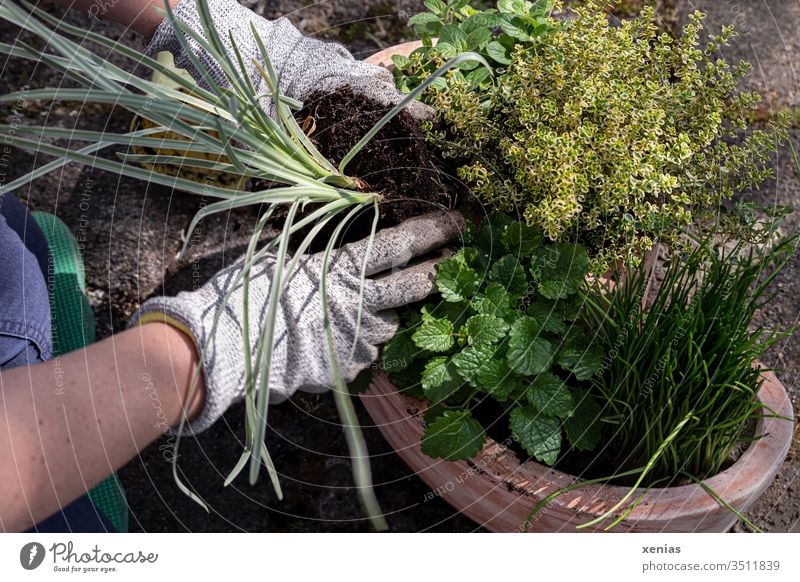 Knofigras wird von Händen in Gartenhandschuhen zu anderen Kräutern in ein Pflanztopf aus Terrakotta gepflanzt einpflanzen Kräuter & Gewürze Gartenarbeit Gärtner