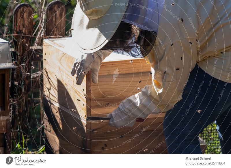 Imkerin an ihrem Bienenstock Imkerei Honig Honigbiene Insekt Natur Bienenkorb Bienenzucht Wabe