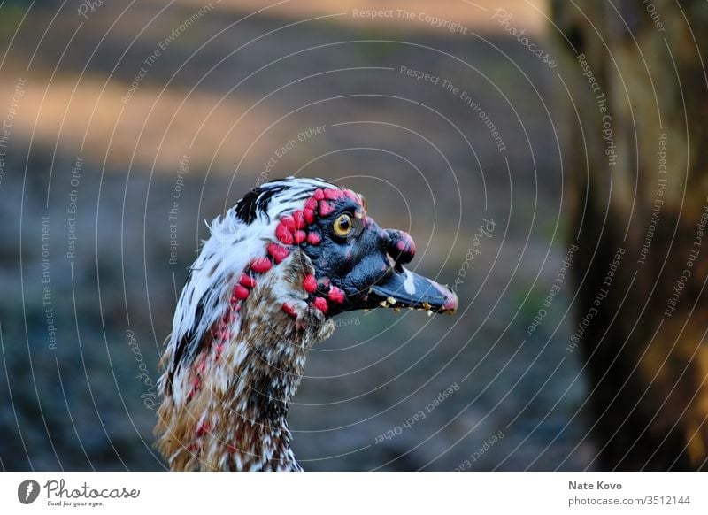 Muscovy Duck starrt in die Ferne. Ente Entenvögel Muskovy Ente Tier Vogel Natur