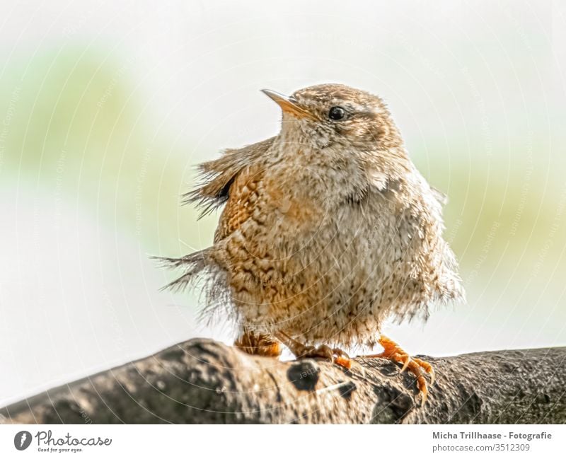 Zerzauster Zaunkönig im Wind Troglodytes troglodytes Vogel Kopf Schnabel Auge Feder gefiedert zerzaust Flügel Tiergesicht Krallen Wildtier Zweige u. Äste Baum