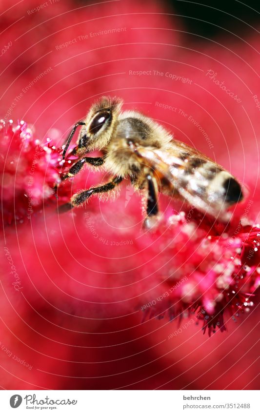 frühlingsgefühle Tierporträt Unschärfe Sonnenlicht Kontrast Licht Tag Menschenleer Makroaufnahme Detailaufnahme Nahaufnahme Außenaufnahme Farbfoto sommerlich