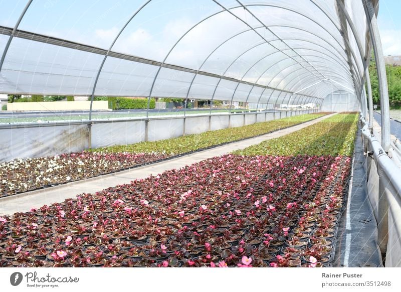 Blumen in einem Gewächshaus an einem sonnigen Tag landwirtschaftlich Ackerbau kultivieren Bodenbearbeitung Bauernhof Landwirtschaft Feld Flora geblümt