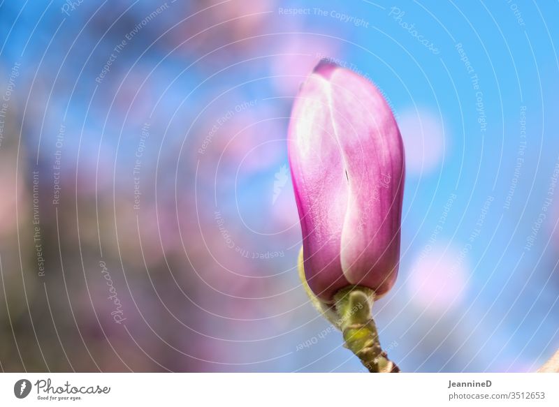 Magnolienknospe Blume Natur Sommer Garten Farbfoto Blüte Umweltschutz rosa Himmel sorgfältig Naturliebe nachhaltig achtsam Frühlingsgefühle Wiese