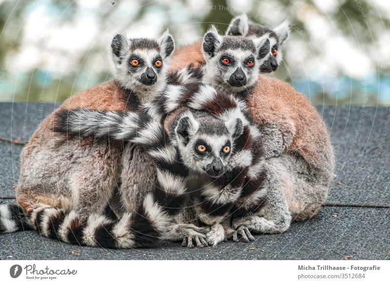 Kattafamilie Lemur catta Kopf Auge Nase Ohr Affen Tiergesicht niedlich Neugier Tierfamilie beobachten natürlich Blick Beine Fell Pfote Wildtier Schönes Wetter