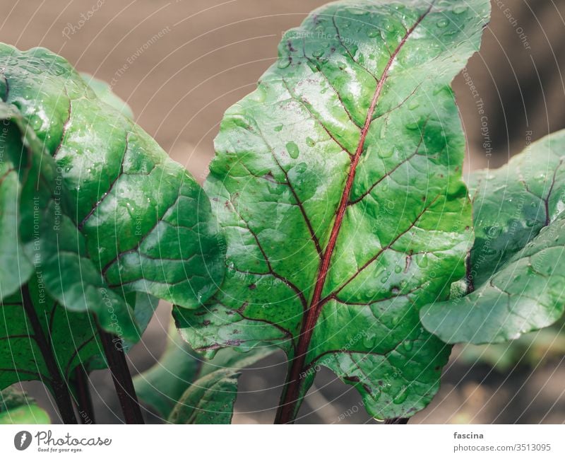 Bio-Rüben- oder Mangoldblätter im Garten Rote Beete Blatt Rote-Beete-Blatt Wurzel Hintergrund Rübenblätter Gemüse natürlich Vorbau organisch Veggie Lebensmittel