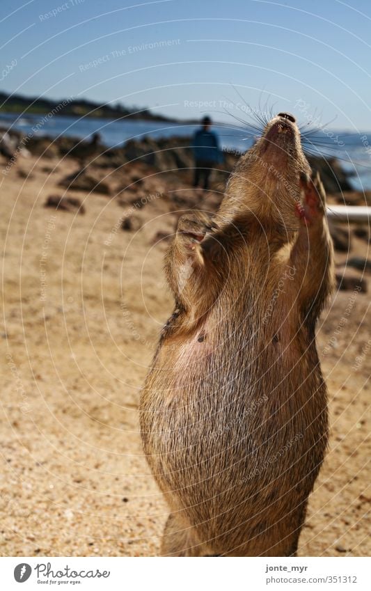 Sciurus Adipositas Natur Landschaft Pflanze Sand Wasser Himmel Wolkenloser Himmel Sommer Schönes Wetter Küste Strand Verkehrswege California State Route 1 Tier