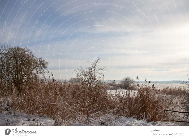 adventsgruß. Weiher Winter Wasser Teich Frost Schnee Eis Außenaufnahme Menschenleer gefroren Gedeckte Farben Textfreiraum oben kalt Umwelt weiß blau Wetter