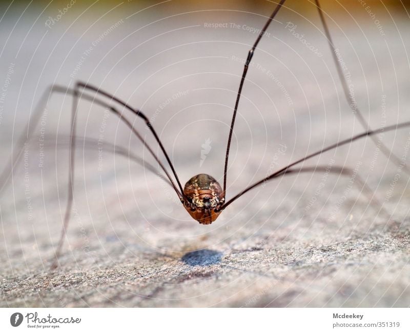 Der schwebende Punkt Tier Wildtier Spinne Tiergesicht 1 dünn eckig exotisch gruselig lang Neugier blau braun grau schwarz weiß drahtig Beine Auge Weberknecht