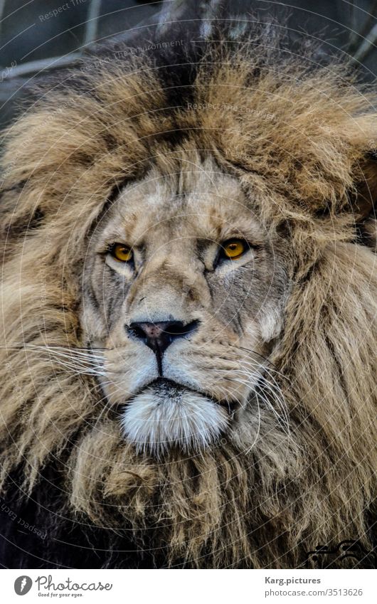 The King king animal Zoo Tier Natur Fell Säugetier Blick Afrika Travel nikon