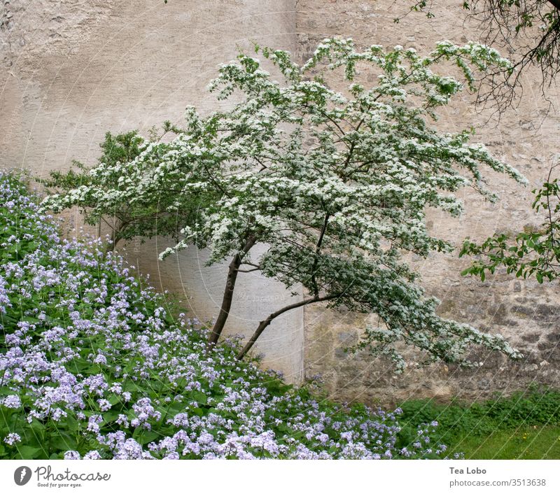 Abgeschrägter Baum Blüte Kirschbaum Frühling Natur rosa Blumen