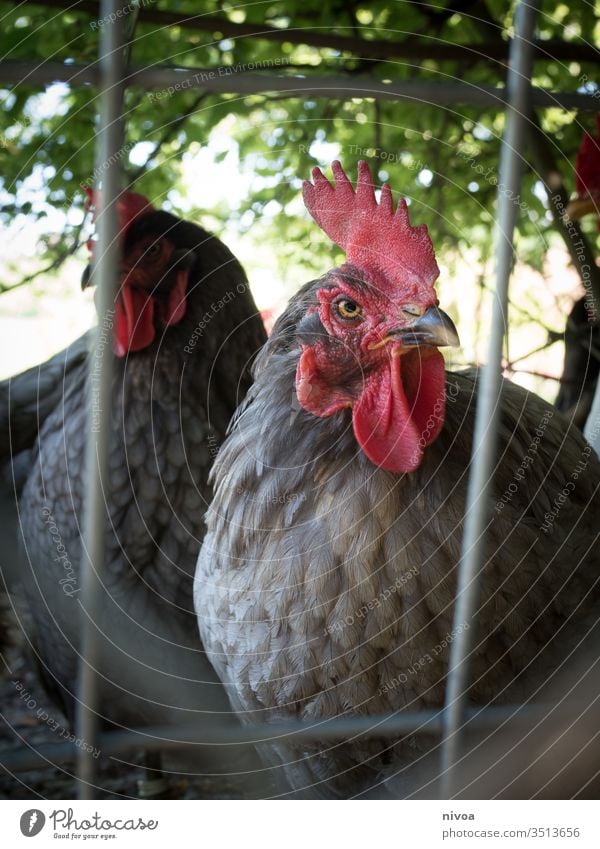 Huhn Hähnchen Haushuhn Vogel Farbfoto Ernährung Lebensmittel Fleisch Federvieh Scheune Hahn Ei Bauernhof Tier Kamm Tierporträt Außenaufnahme Haustier Nutztier