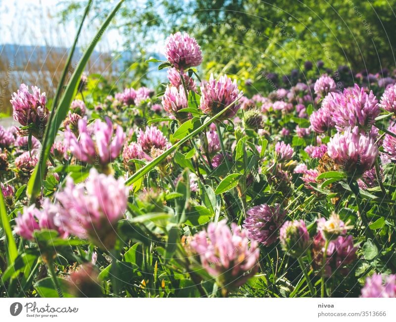 Klee am See Frühling Tag Außenaufnahme Farbfoto Pflanze grün Natur Kleeblatt Nahaufnahme Grünpflanze Makroaufnahme Detailaufnahme Menschenleer