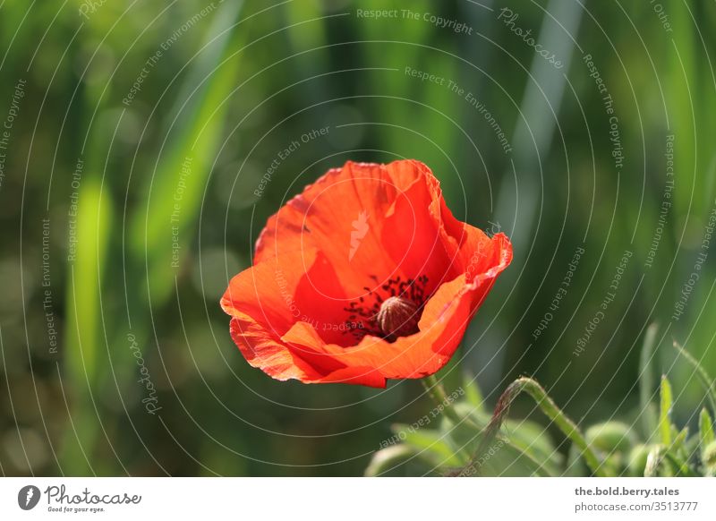 Mohnblume Frühling Feld rot Blume Sonne Pflanze Sommer Farbfoto Natur Blüte Außenaufnahme Blühend Sonnenlicht Wildpflanze Wachstum Schönes Wetter Menschenleer