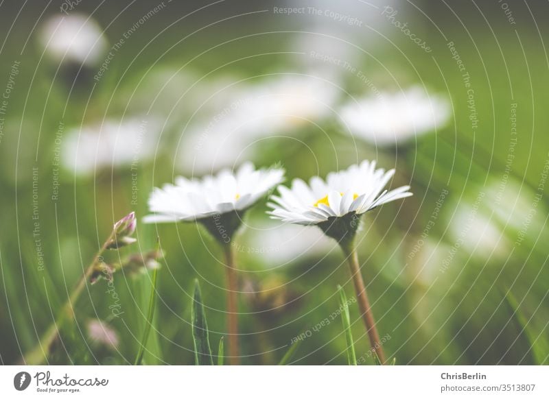 weiße Gänseblümchen auf der Wiese Frühling grün Natur Blumen Gras Blüte Nahaufnahme Wiesenblume Außenaufnahme Farbfoto Blühend Schwache Tiefenschärfe