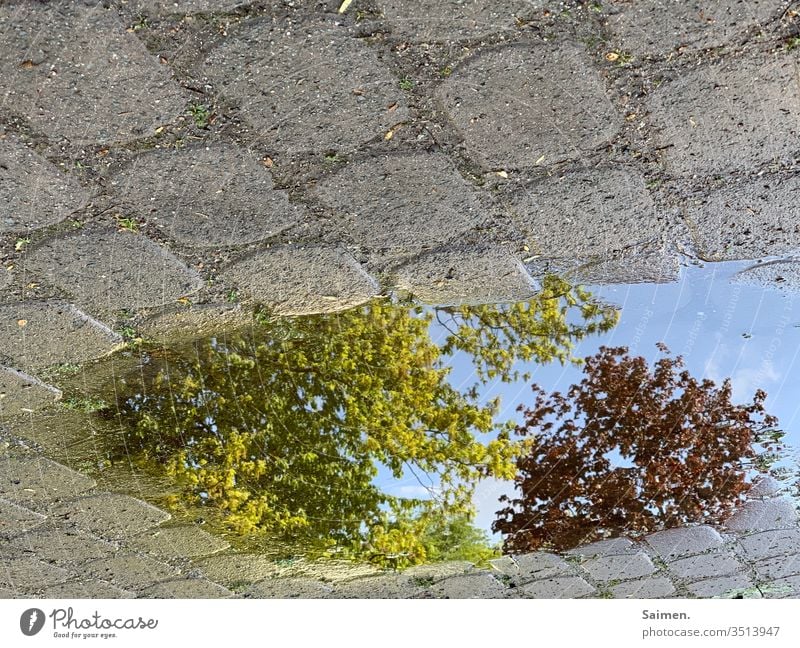 UpsideDown Pfütze Spiegelung Baum Natur gepflastert Pflastersteine Baumkrone Wasser Außenaufnahme Reflexion & Spiegelung nass Regen Straße Wetter Menschenleer