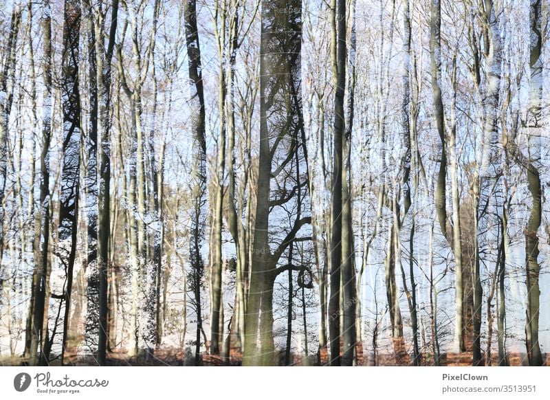 Waldlichtung mit vielen Bäumen Baum Sonne Himmel Natur Schatten Baumstämme surreal Landschaft abstrakt